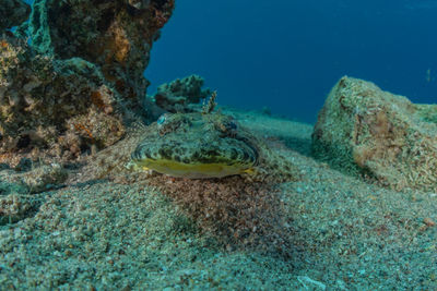 Fish swimming in sea