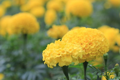 Close-up of yellow marigold flowers