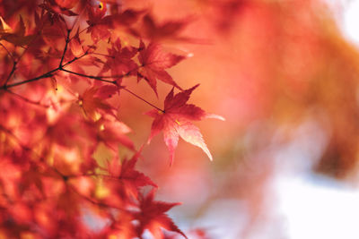 Close-up of red autumn leaves growing outdoors