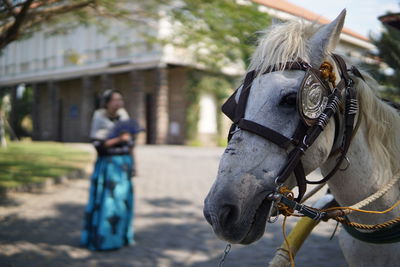 Close-up of horse