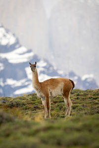 Donkey standing on field