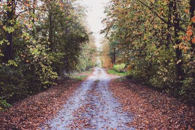 Road amidst trees during autumn