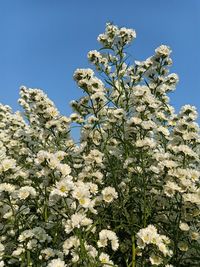 Low angle view of white flowering plants against blue sky