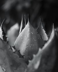 Close-up of raindrops on succulent plant