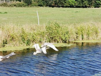 Bird flying over lake