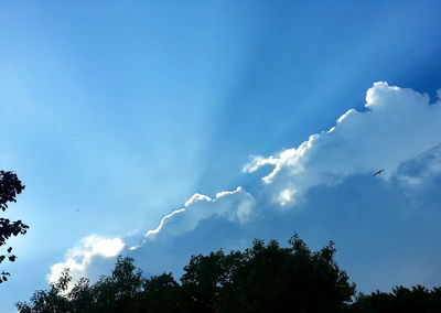 Low angle view of trees against blue sky