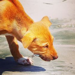 Close-up of a dog