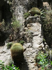 Close-up of cactus plants