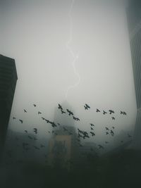 Low angle view of silhouette birds flying against sky