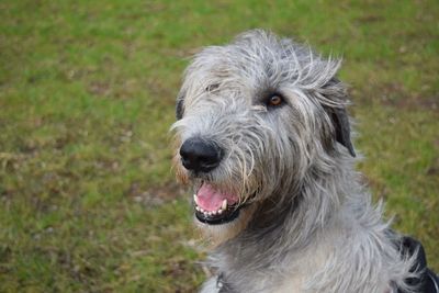 Close-up of dog on field