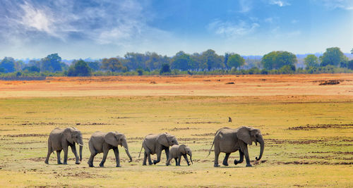 Elephants walking across african plains