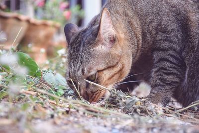 Close-up of cat relaxing outdoors