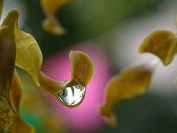 Close-up of fresh yellow flower bud