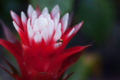 Red and white bromeliad flower with a convergent lady beetle called ladybug hippodamia convergens