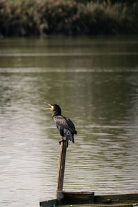 Bird perching on a lake