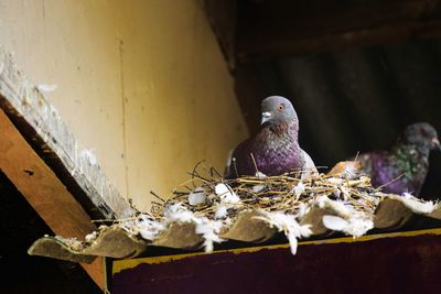 Close-up of bird perching