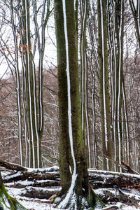 Trees in forest