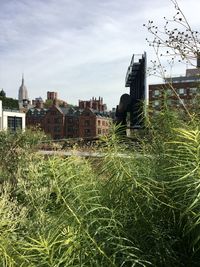 Plants growing on field by buildings against sky