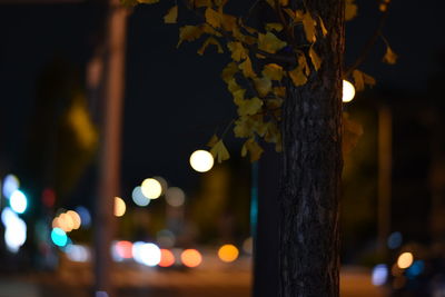 Close-up of tree at night