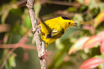 Close-up of bird perching on branch