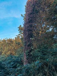 Low angle view of trees against sky in forest