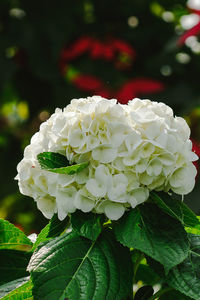 Close-up of white flowering plant