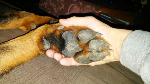 Dog sleeping on bed