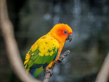 Close-up of sun parakeet perching on twig