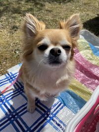 High angle portrait of a dog