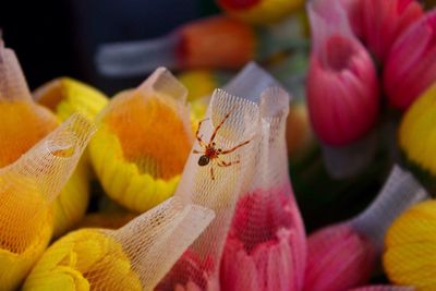 Spider on net with flowers