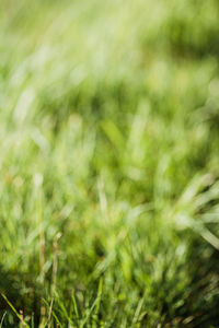 Close-up of grass on field