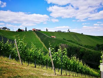 Vineyard against sky