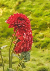 Close-up of red flower blooming on field