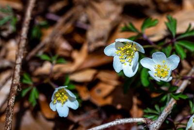 Flower in nature