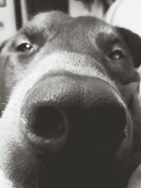 Close-up of dog