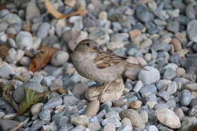 High angle view of bird on rock