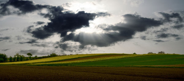 Scenic view of agricultural field against sky