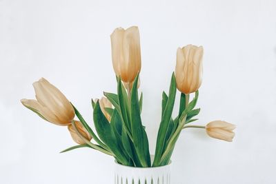 Close-up of tulip against white background