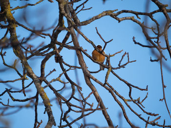 Low angle view of bird perching on tree