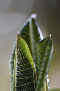 Close-up of plant leaves