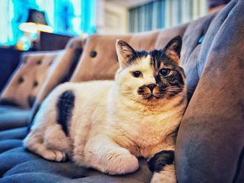 Portrait of cat sitting on sofa at home