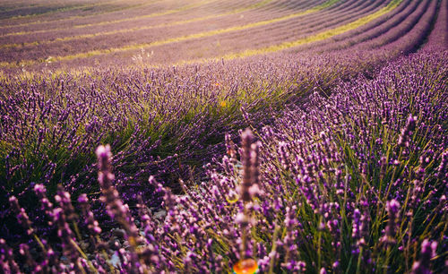 View of flowering plants on field