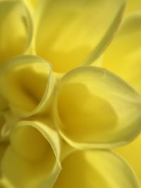 Close-up of yellow flower