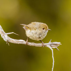 Close-up of bird perching on twig
