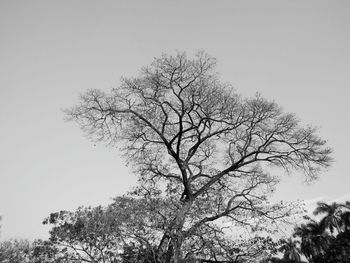 Low angle view of bare tree against clear sky