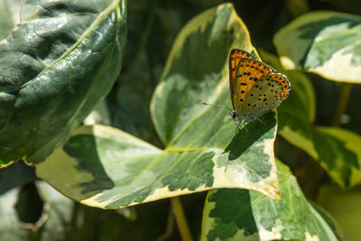 Close-up of butterfly pollinating on plant