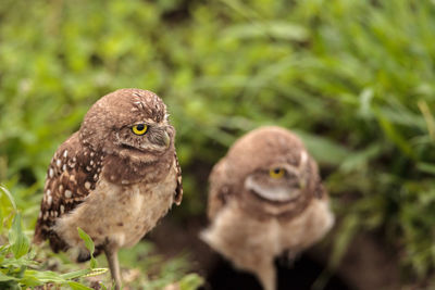 Burrowing owl perching on field