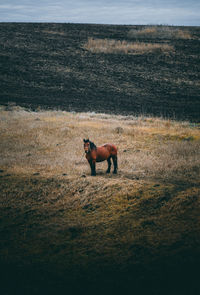 Side view of horse on field