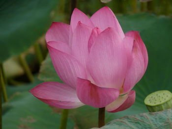 Close-up of pink water lily