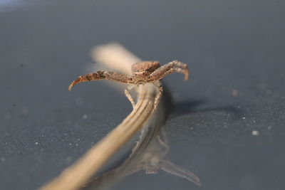 Close-up of dried plant on snow